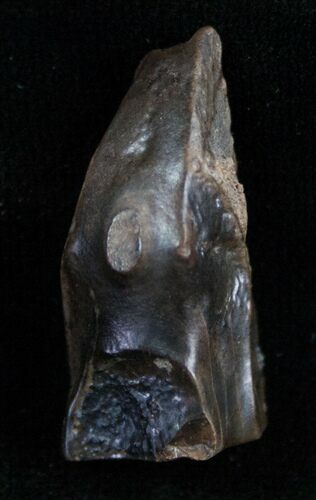 Large Triceratops Shed Tooth - #7151